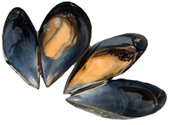 shell