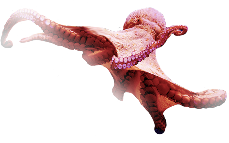 devilfish