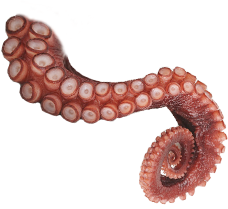 devilfish