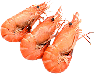 shrimps