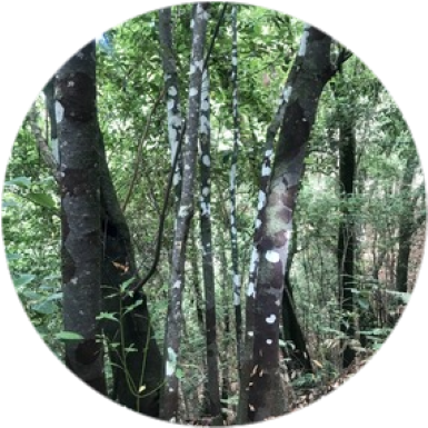 tenerife